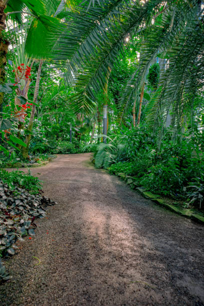 istock The way through the jungle 1160065651