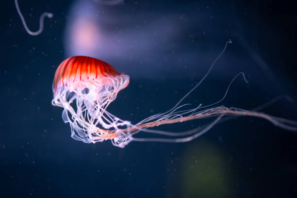 istock glowing jellyfish chrysaora pacifica underwater 1160065837