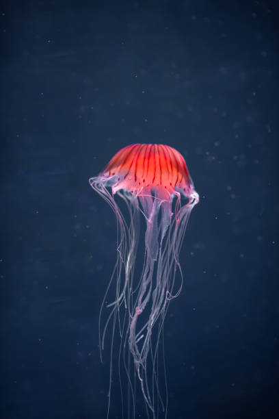 istock glowing jellyfish chrysaora pacifica underwater 1160065874