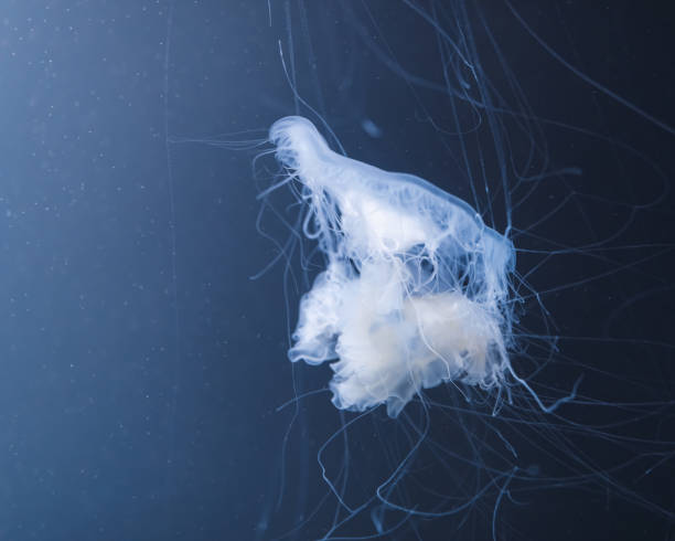 istock sea nettle jellyfish with long tails 1160066442