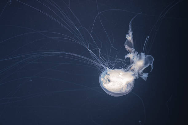 istock sea nettle jellyfish with long tails 1160066472