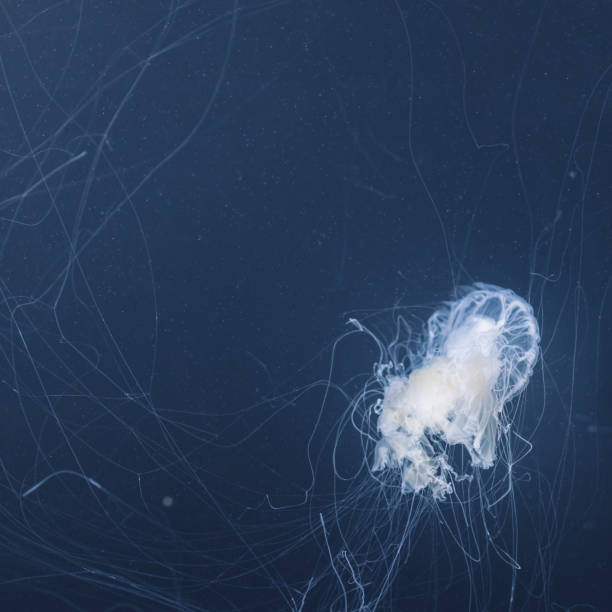 istock sea nettle jellyfish with long tails 1160066481