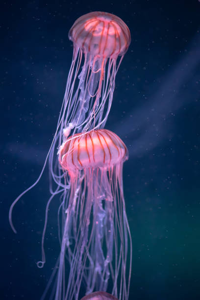 istock two glowing jellyfish chrysaora pacifica underwater 1160066538