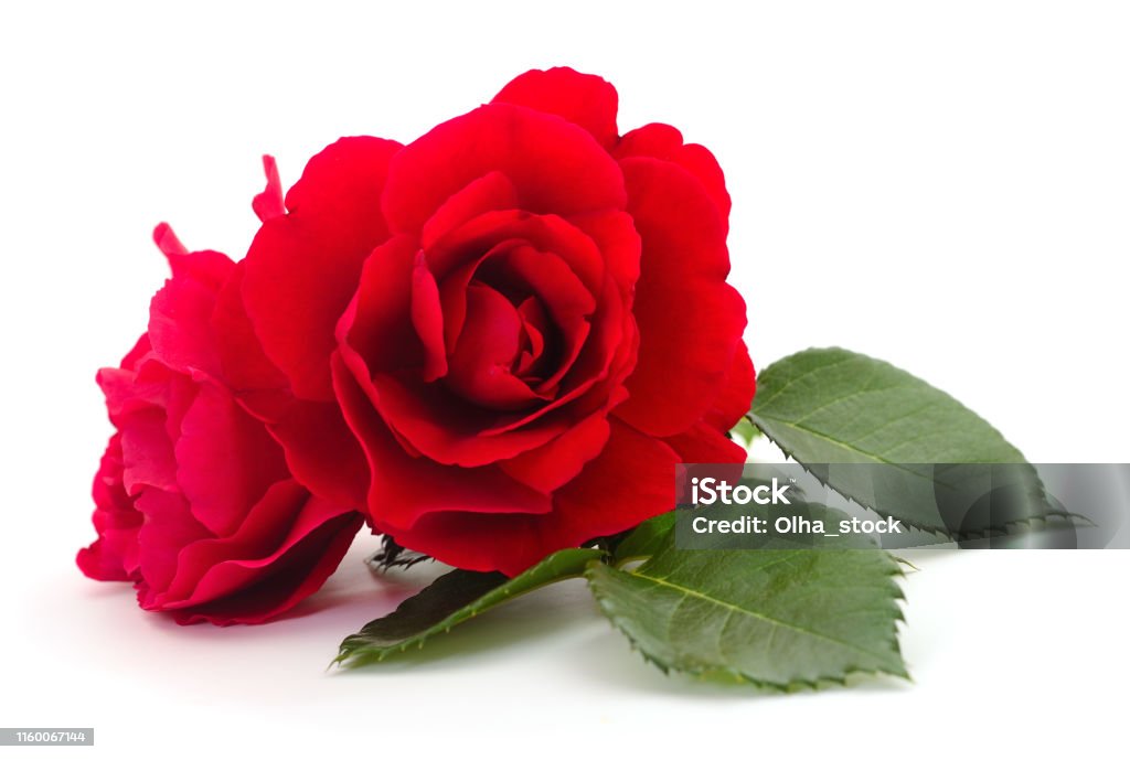 Hermosas Rosas Rojas Foto de stock y más banco de imágenes de Rosa - Flor -  Rosa - Flor, Recortable, Acostado - iStock