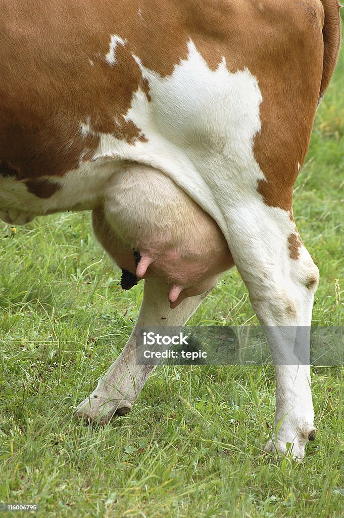 Tetas com leite de vaca integral - Foto de stock de Animal royalty-free