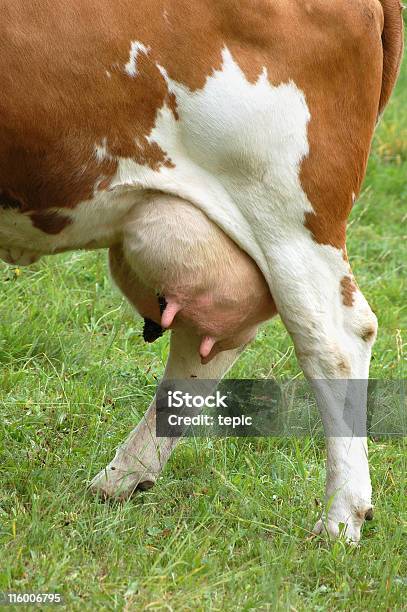 Foto de Tetas Com Leite De Vaca Integral e mais fotos de stock de Animal - Animal, Animal de Fazenda, Bebida