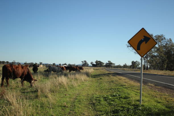 istock Australian bush cattle being driven along a travelling stock route along a highway looking for feed on the side of the road during drought, rural New South Wales, Australia 1160070048