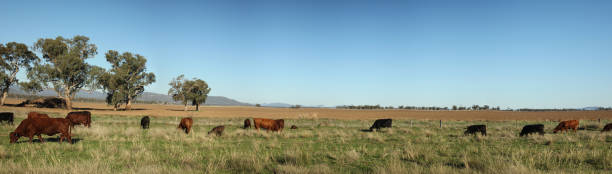 gado australiano do arbusto que está sendo conduzido ao longo de uma rota de estoque de viagem ao longo de uma estrada que procura a alimentação no lado da estrada durante a seca, rural nova gales do sul, austrália - cattle station - fotografias e filmes do acervo