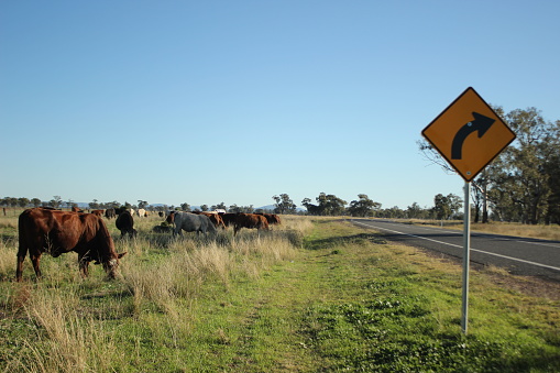 Australian bush cattle being driven along a travelling stock route along a highway looking for feed on the side of the road during drought, rural New South Wales, Australia