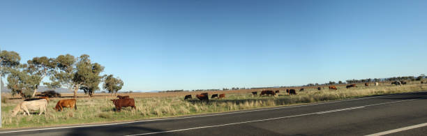 istock Australian bush cattle being driven along a travelling stock route along a highway looking for feed on the side of the road during drought, rural New South Wales, Australia 1160071095
