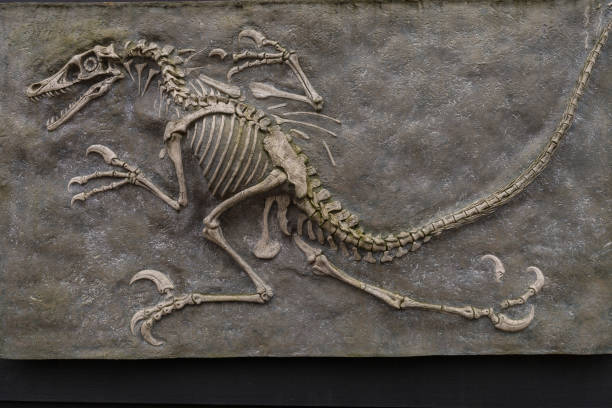 Dinosaur fossil from prehistoric evolution stock photo