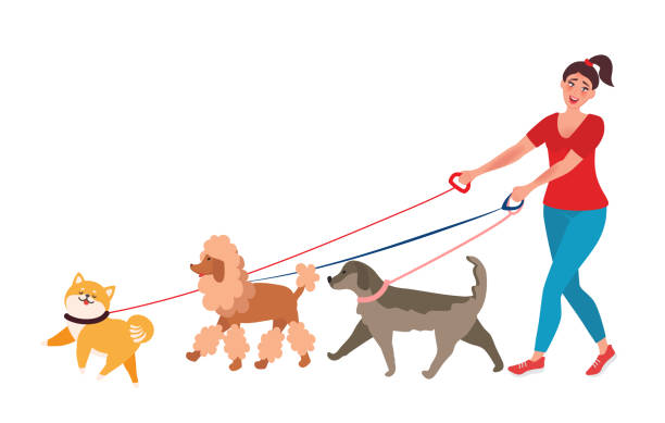 illustrazioni stock, clip art, cartoni animati e icone di tendenza di cane professionista walker - four legged