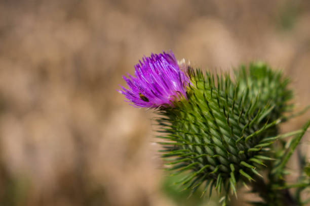 lancia o toro o cardo comune (cirsium vulgare) in fiore con bug - flower may thistle purple foto e immagini stock