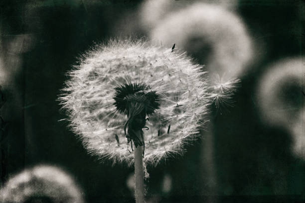 dandelion in the meadow