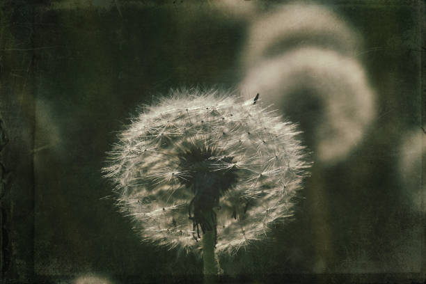 istock dandelion in the meadow 1160075810