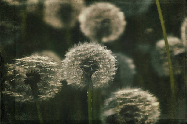 istock dandelion in the meadow 1160075811