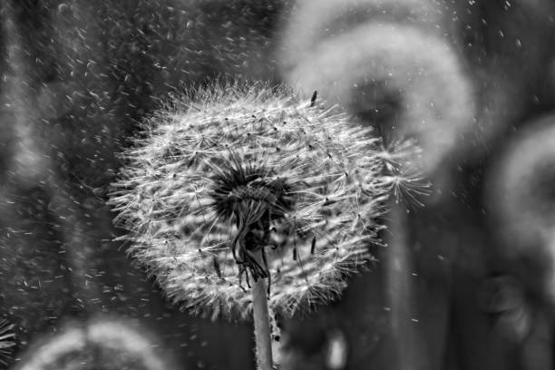 dandelion in the meadow