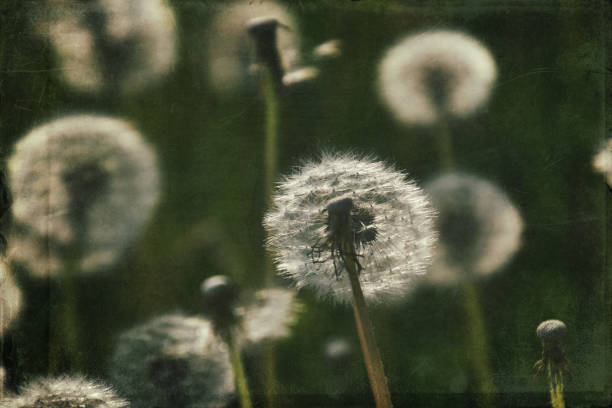 istock dandelion in the meadow 1160075822