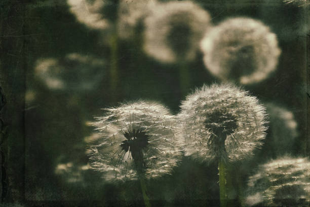 istock dandelion in the meadow 1160075849