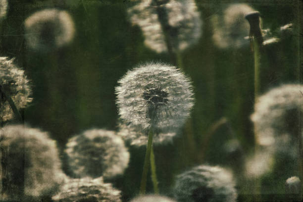 istock dandelion in the meadow 1160075878