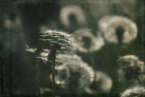 istock dandelion in the meadow 1160075879