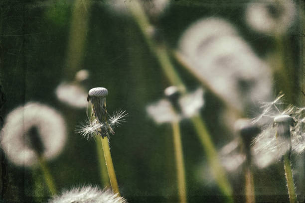 istock dandelion in the meadow 1160075959