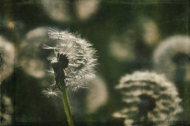 istock dandelion in the meadow 1160076082