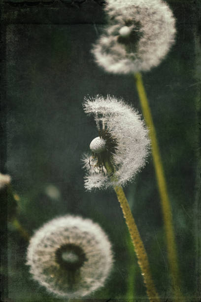 istock dandelion in the meadow 1160076165