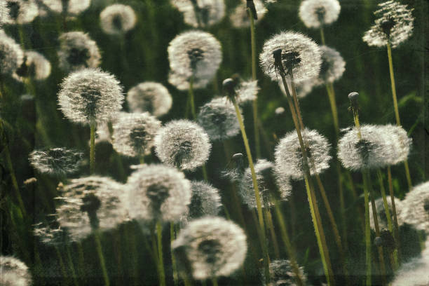 istock dandelion in the meadow 1160076167