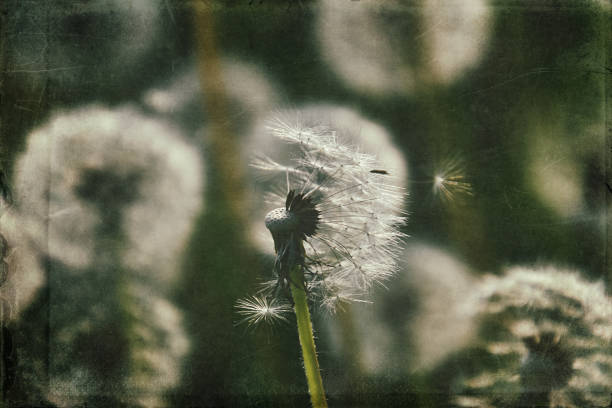 istock dandelion in the meadow 1160076177