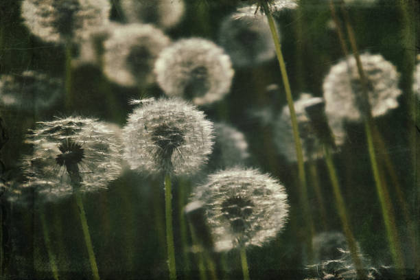 istock dandelion in the meadow 1160076354
