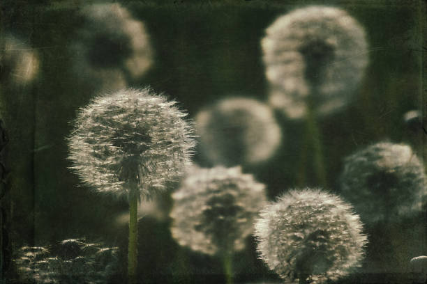 istock dandelion in the meadow 1160076361