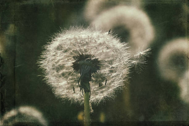 istock dandelion in the meadow 1160076364