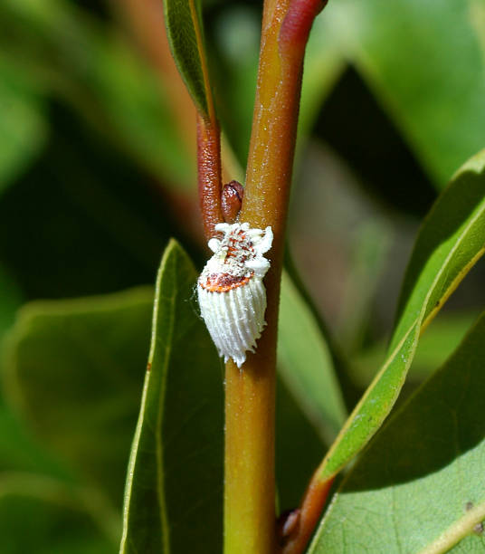 wunderbar angelegten, icerya purchasi dämpfung - scale insect stock-fotos und bilder