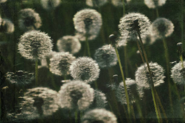 istock dandelion in the meadow 1160077587