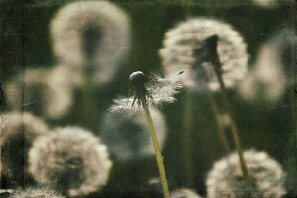 istock dandelion in the meadow 1160077599