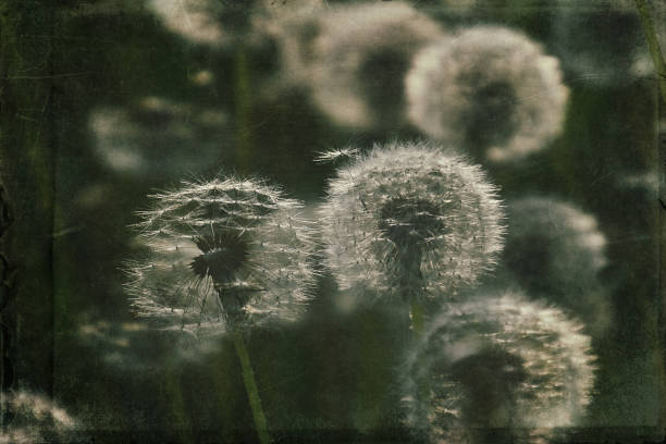 istock dandelion in the meadow 1160077631