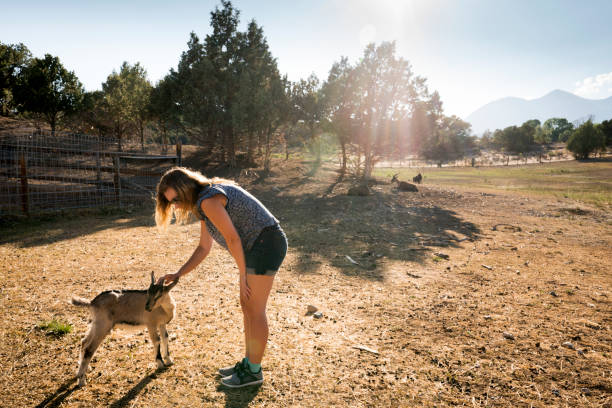 Teenager petting a goat Blond teenage girl pets a goat on a farm, Salida, Colorado, USA agritourism stock pictures, royalty-free photos & images