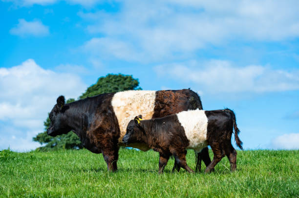 istock Belted Galloway cow and calf 1160082558