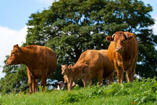 istock Small herd of cattle and calfs 1160083706