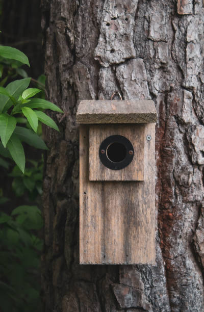 istock In the Garden 1160083962