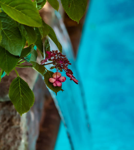 Beautiful scenery in the garden.