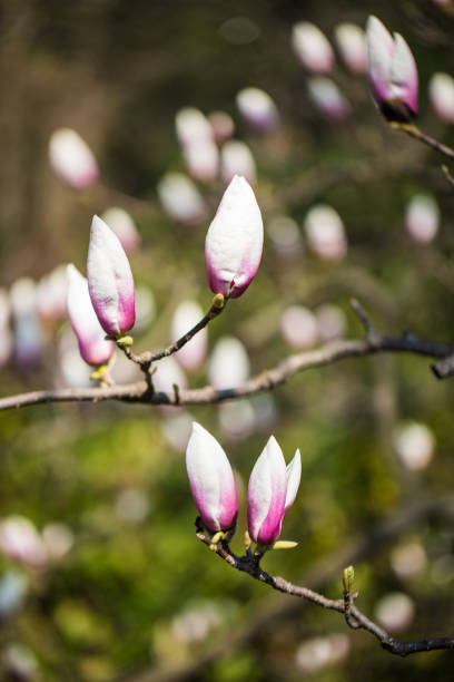 istock Magnolia flower trees in the nature background. 1160084306