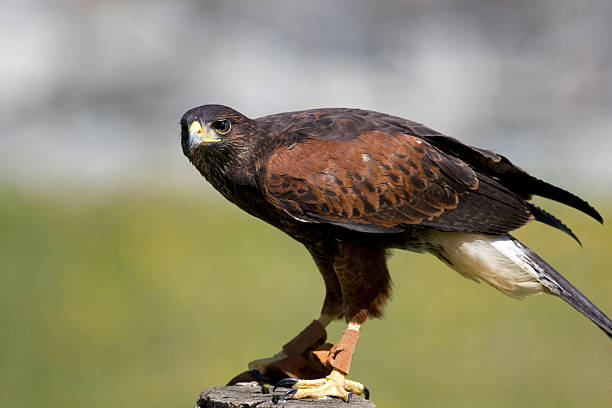 búteo-de-harris' - harris hawk hawk bird of prey bird imagens e fotografias de stock