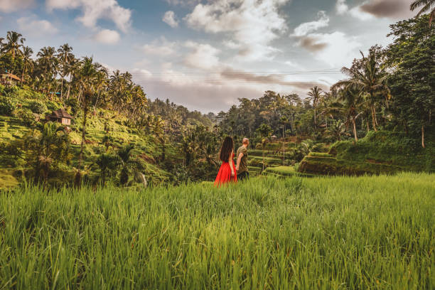 profiter d'une promenade d'été - bali indonesia rice paddy rice photos et images de collection