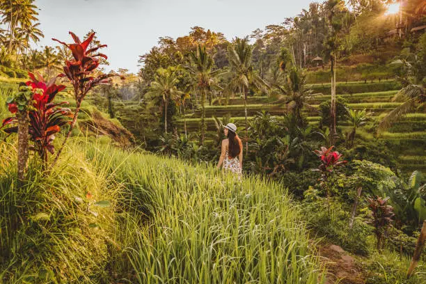 Girl with a hat on the rice terraces. Rice fields Tegallalang. A girl in a dress. Bali Journey. Travel. Adventure. Young beautiful woman walking wearing dress on the traditional rice terraces in Tegallalang, Ubud, Bali.