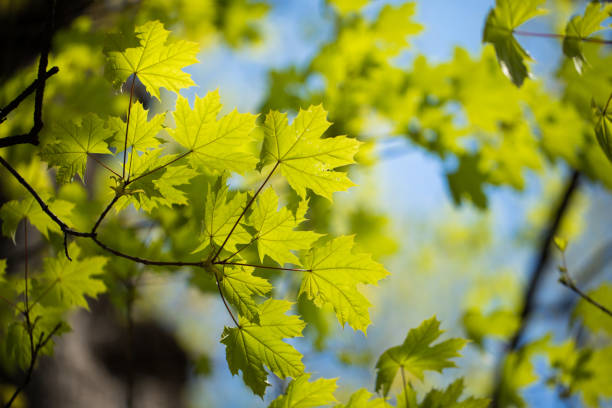 istock Set of green tree leaves and branches with raindrops on the sky background 1160085593