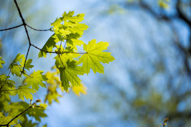istock Set of green tree leaves and branches with raindrops on the sky background 1160085657