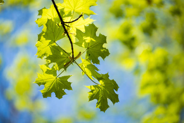 istock Set of green tree leaves and branches with raindrops on the sky background 1160085729