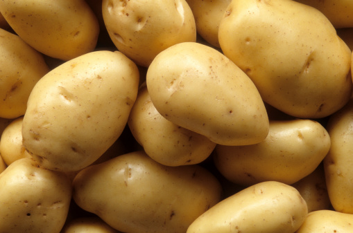 Young potatoes roots in vegetables garden harvesting top view